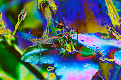 Psychedelic photography