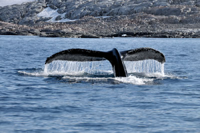 Lamaire Channel Afternoon Harbor Cruise, Antarctica