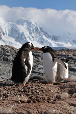 Port Lockroy , Antarctica