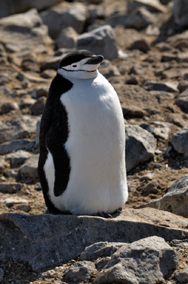 Sunrise and Penguin Island, Antarctica