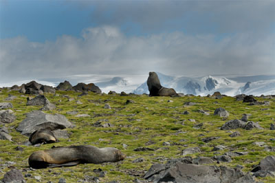 Sunrise and Penguin Island, Antarctica