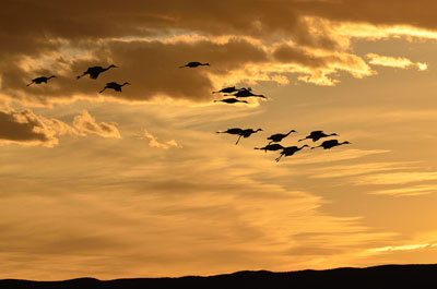 Sand hill cranes at sunset, Bosque del Apache, New Mexico