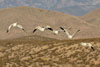 Snow geese, Bosque del Apache, New Mexico