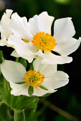 Upper Lost Man, Marsh Marigold, Colorado