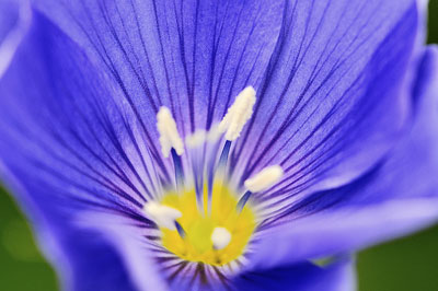 Mountain flower, Aspen, Colorado