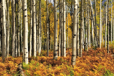 Kebler Pass, Colorado