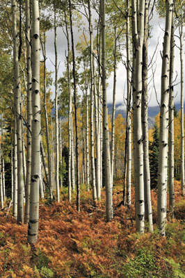 Kebler Pass, Colorado