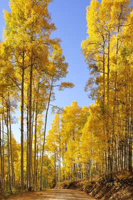 Road to Eagle Fall, Colorado