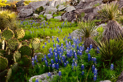 Wildflower photography