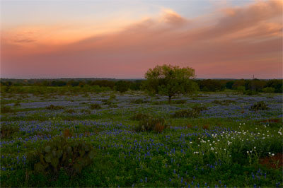 Wildflower photography