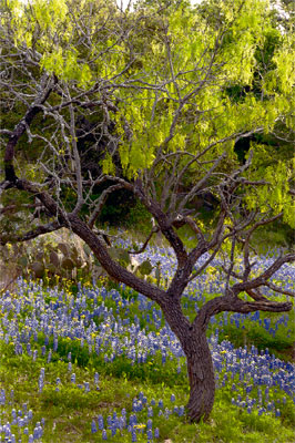 Wildflower photography