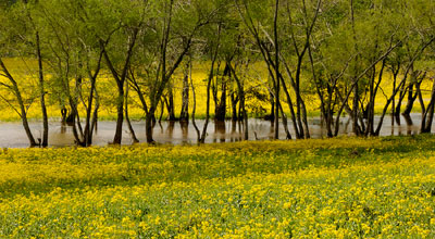 Wildflower photography