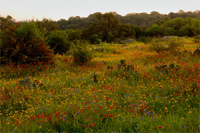 Wildflower photography