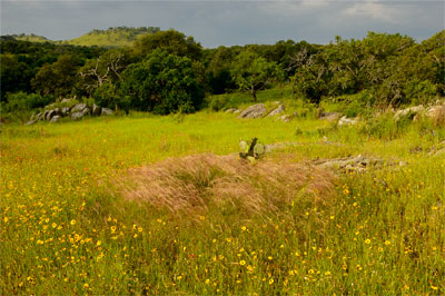 Wildflower photography