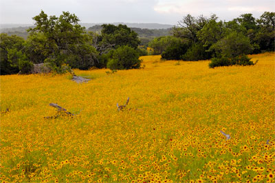 Wildflower photography