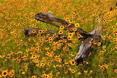 Wildflower photography