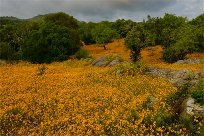 Wildflower photography