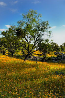 Wildflower photography