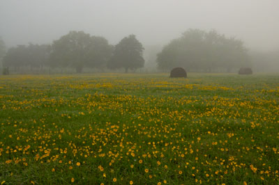 Wildflower photography