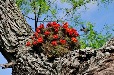 Wildflower photography