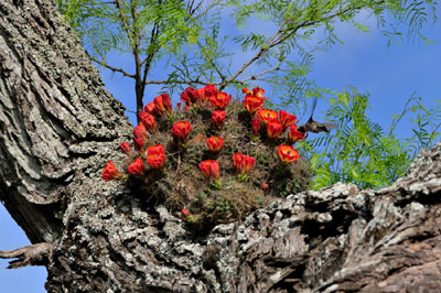 Wildflower photography