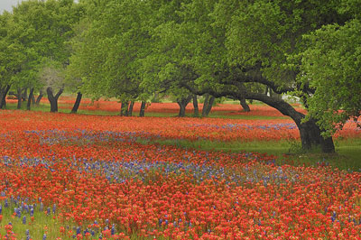 Paintbrushes, Burnet County, Texas