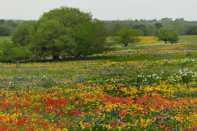 Mixed wildflower field, Boldt Road, Cuero County, Texas