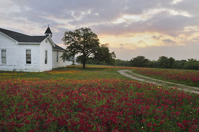 Field of phlox, Cheapside, Cuero County, Texas