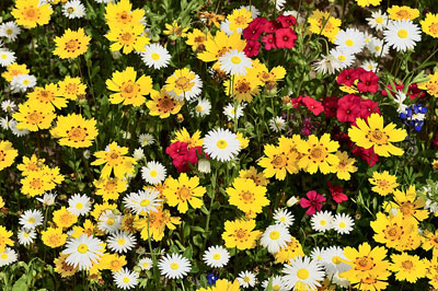 Mixed wildflowers, Cuero County, Texas