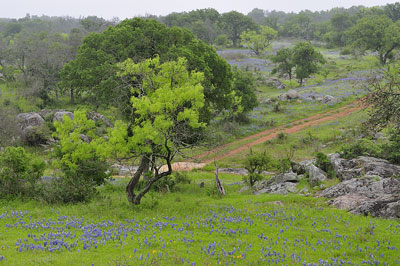 Country road with bluebonnets, Gillespie County, Texas