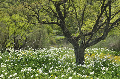 Mexican poppies, Keyserville Road, Mason County, Texas