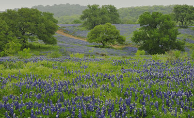 Bluebonnets, Llano County, Texas