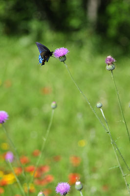 Butterfly on a Texas thistle,  Llano County, Texas