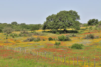 Mixed field, Llano County, Texas