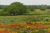 Mixed wildflower field, Boldt Road, Cuero County, Texas