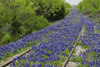 Railroad tracks covered in bluebonnets, Burnet County, Texas
