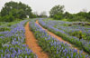 Country road with bluebonnets, Gillespie County, Texas