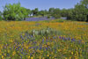 Mixed wildflower field, Gillespie County, Texas