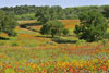 Mixed wildflower field, Llano County, Texas
