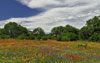 Field of flowers, Llano County, Texas