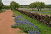 Stone fence with bluebonnets, Llano County, Texas