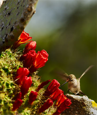 Wildflower photography