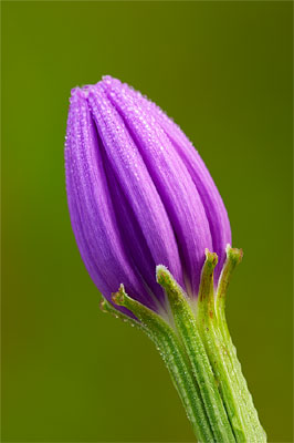 Wildflower photography