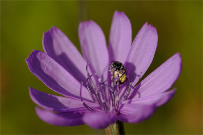 Wildflower photography