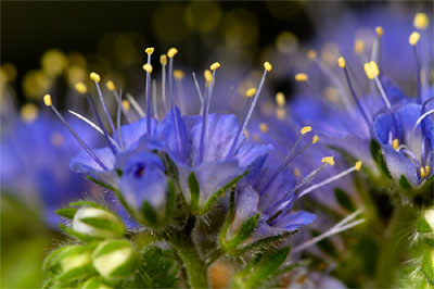 Wildflower photography