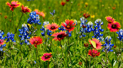 Wildflower photography