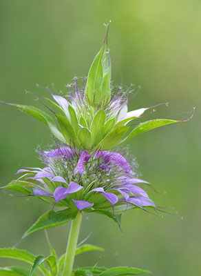 Horsemint, Gillespie County, Texas