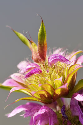 Horsemint 2, Gillespie County, Texas