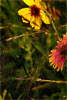 Wildflower photography