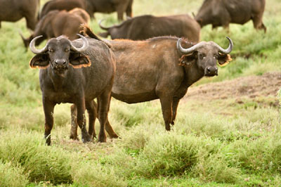 Cape buffalo, Serengeti, Tanzania